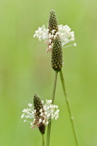 Plantain with cone shaped heads surrounded by whorl of tiny, extended cream flowers.