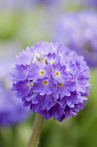 Dense, spherical head of purple-pink flowers of Primula denticulata.