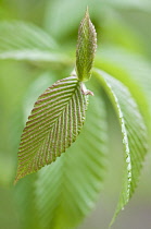 Green and copper coloured new leaves of Sorbus meliosmifolia.