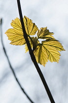 Copper - green new leaves of Sycamore, Acer pseudoplatanus, translucent against sky.