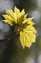 Coppery - green new leaves of Sycamore, Acer pseudoplatanus, translucent against sunlight.