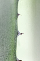 Greece, Detail of sharp spines of Agave cultivar.