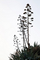 Greece, Flowering stems of Agave cultivar silhouetted against pale sky.