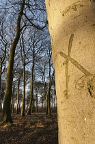 Close cropped shot of cross curved into the trunk of a Beech tree.