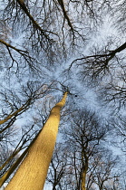 View upwards into bare branches of winter canopy of Beech trees against pale blue sky.