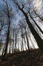 Beech trees in winter silhouetted against pale blue sky.