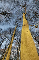 Looking up into branches of Beech trees in winter against blue sky.