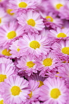 Filled frame of Chrysanthemum 'Gladys' with pink petals surrounding yellow centres.