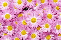 Filled frame of Chrysanthemum 'Gladys' with pink petals surrounding yellow centres.