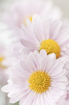 Flowers of Chrysanthemum cultivar with white petals surrounding yellow centre.