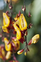 Pendent flower spike of Clock vine or Thunbergia mysorensis with yellow, tubular flowers with recurved, red - brown lobes.