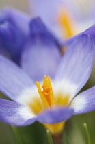 Pale purple flower of Crocus sieberi with yellow throat encircled by white from which deep yellow stamen extends.