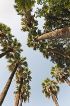 Greece, View upwards to canopy of tall Date palms, Phoenix dactylifera against blue sky.