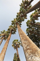 Greece, View upwards to canopy of tall Date palms, Phoenix dactylifera against blue sky.