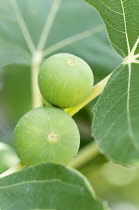 Greece, Edible fruit of Fucus carica growing from stem of shrub or tree.