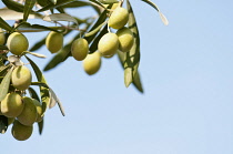 Greece, Olives growing in sunshine on tree.