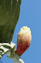 Greece, Fruit of Prickly pear cactus against blue sky.