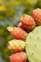 Greece, Fruits of the Prickly pear cactus.