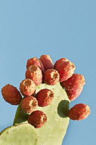 Greece, Fruits of the Prickly pear cactus from low viewpoint, against blue sky.