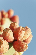 Greece, Fruits of the Prickly pear cactus against blue sky.