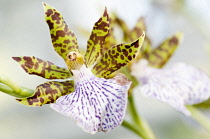 Flower of Zygopetalum orchid with showy, spotted patterned petals and lip in contrasting colours.