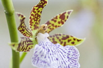 Flower of Zygopetalum orchid with showy, spotted patterned petals and lip in contrasting colours.