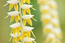 Close cropped view of cluster of white and yellow flowers of Dendrochilium cobbianum orchid growing from central stem in chain-like sequence, with another beyond.