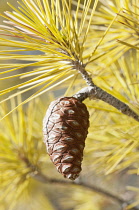 Greece, Red - Brown cone and yellow needles of Pinus attenuata,