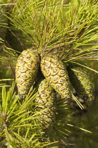 Greece, Green - yellow pine cones and needles of Pinus attenuata.
