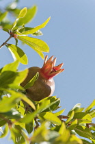 Greece, Growing fruit of Pomegranate amongst green leaves against blue sky.