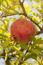 Greece, Fruit of Pomegranate growing from tree.