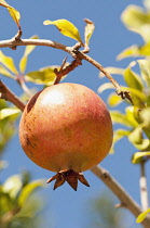 Greece, Fruit of Pomegranate growing from tree against blue sky.