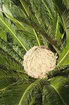 Greece, Flower of female Sago palm encircled by glossy dark green foliage.