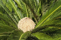 Greece, Flower of female Sago palm encircled by glossy dark green foliage.