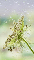 Ammi majus, Bishops weed, Branched umbel of faded, brown flowers against pane of glass with pattern of raindrops.