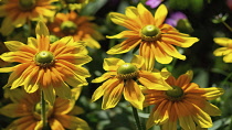 Rudbeckia hirta Prairie Sun with central green cones surrounded by orange petals radiationg back to yellow tips.