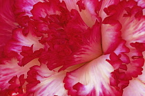 Close view of deep pink edged, ruffled petals of Begonia cultivar.