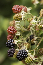 Blackberry in varied stages of ripeness and colours of green, red and black.
