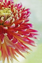 Close part view of cactus type Dahlia cultivar with petals of dark pinkish red colour fading to pale tips.