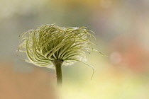 Seed head of Clematis cultivar.