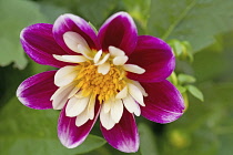 Collarette Dahlia cultivar with yellow centre surrounded by cream petals, in turn surrounded by larger, outer petals of dark pink.