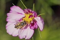 Hoverfly on yellow centre of pink Cosmos bipinnatus.