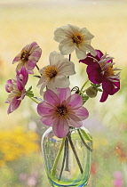 Dahlia cultivars in shades of pink and white arranged in glass vase set in front of window.