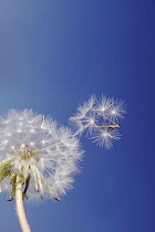 Dandelion clock, Taraxacum officinale, Seedhead against blue sky with individual seeds dispersed by wind on a pappus of fine hairs.