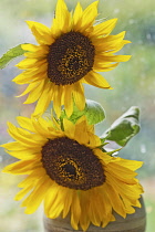 Sunflower, Helianthus cultivar, Two flower heads in vase placed in front of window.
