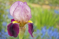 Bearded iris, Single flower with bright yellow beard extending along centre of purple pendent petal or fall.