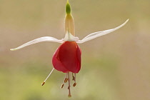 Single pendent blossom of Fuchsia cultivar with red petals and white sepals.