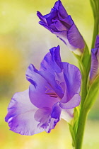 Funnel shaped flower of Gladiolus cultivar with others unfurling above.