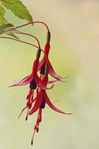 Pendent blossoms of Fuchsia magellanica with purple petals and red sepals.