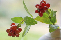 Clustered red berries of Honeysuckle, Lonicera periclymenum.